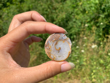 Charger l'image dans la galerie, Ammonite 11