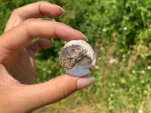 Charger l'image dans la galerie, Ammonite 12