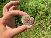 Charger l'image dans la galerie, Ammonite 14
