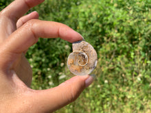 Charger l'image dans la galerie, Ammonite 14