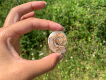 Charger l'image dans la galerie, Ammonite 14