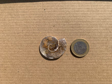 Charger l'image dans la galerie, Ammonite 14