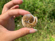 Charger l'image dans la galerie, Ammonite 16