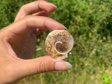 Charger l'image dans la galerie, Ammonite 16