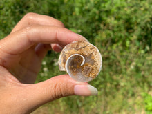 Charger l'image dans la galerie, Ammonite 16