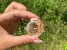 Charger l'image dans la galerie, Ammonite 16