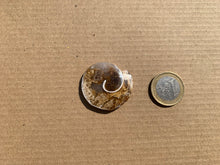 Charger l'image dans la galerie, Ammonite 16