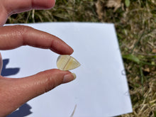 Charger l'image dans la galerie, Fluorite 33