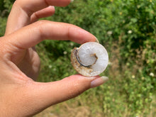 Charger l'image dans la galerie, Ammonite 21