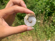 Charger l'image dans la galerie, Ammonite 21