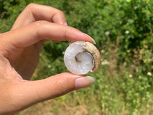 Charger l'image dans la galerie, Ammonite 21