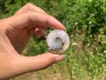 Charger l'image dans la galerie, Ammonite 21