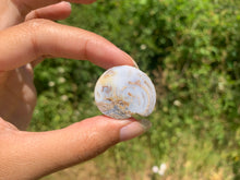 Charger l'image dans la galerie, Ammonite 23