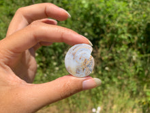 Charger l'image dans la galerie, Ammonite 23