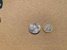 Charger l'image dans la galerie, Ammonite 23