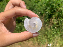 Charger l'image dans la galerie, Ammonite 24