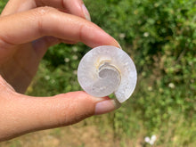 Charger l'image dans la galerie, Ammonite 24