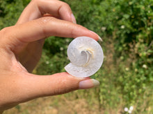 Charger l'image dans la galerie, Ammonite 24