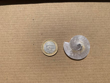 Charger l'image dans la galerie, Ammonite 24