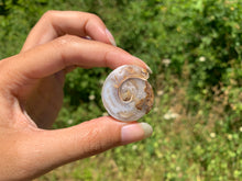 Charger l'image dans la galerie, Ammonite 25