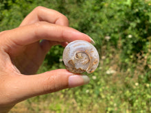 Charger l'image dans la galerie, Ammonite 25