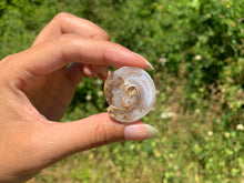 Charger l'image dans la galerie, Ammonite 25