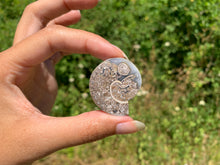 Charger l'image dans la galerie, Ammonite 26
