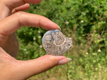 Charger l'image dans la galerie, Ammonite 26