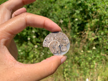 Charger l'image dans la galerie, Ammonite 26