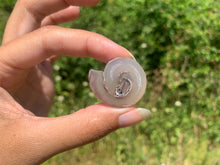 Charger l'image dans la galerie, Ammonite 28