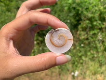 Charger l'image dans la galerie, Ammonite 31