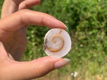 Charger l'image dans la galerie, Ammonite 31