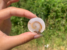 Charger l'image dans la galerie, Ammonite 31