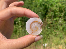 Charger l'image dans la galerie, Ammonite 31