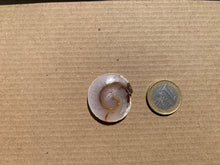 Charger l'image dans la galerie, Ammonite 31