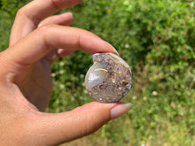 Charger l'image dans la galerie, Ammonite 32