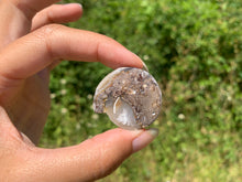 Charger l'image dans la galerie, Ammonite 32