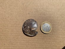 Charger l'image dans la galerie, Ammonite 32