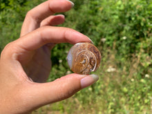 Charger l'image dans la galerie, VENDU Ammonite 36