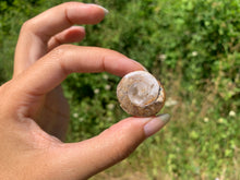 Charger l'image dans la galerie, Ammonite 37