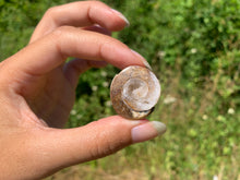 Charger l'image dans la galerie, Ammonite 37