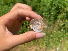 Charger l'image dans la galerie, Ammonite 37