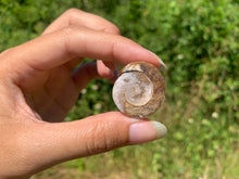 Charger l'image dans la galerie, Ammonite 37