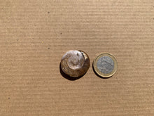 Charger l'image dans la galerie, Ammonite 37