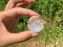 Charger l'image dans la galerie, Ammonite 38