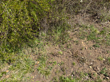 Charger l'image dans la galerie, Jaspe Océan 6