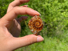 Charger l'image dans la galerie, Ammonite de Madagascar 2