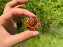 Charger l'image dans la galerie, Ammonite de Madagascar 2