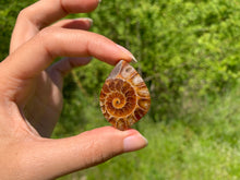 Charger l'image dans la galerie, Ammonite de Madagascar 2