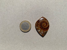 Charger l'image dans la galerie, Ammonite de Madagascar 2